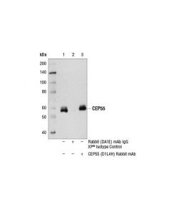 Cell Signaling Cep55 (D1l4h) Rabbit mAb