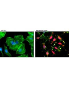 Cell Signaling Cleaved Caspase-3 (Asp175) (D3e9) Rabbit mAb (Alexa Fluor 594 Conjugate)