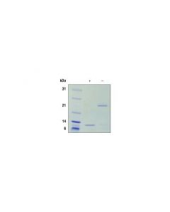 Cell Signaling Mouse Il-5 Recombinant Protein