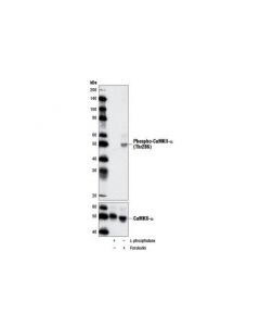 Cell Signaling Phosphoplus Camkii (Thr286) Antibody Duet