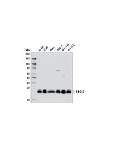 Cell Signaling 14-3-3 (Pan) Antibody