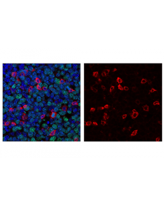 Cell Signaling Pd-1 (Intracellular Domain) (D7d5w) Xp Rabbit mAb (Alexa Fluor 594 Conjugate)