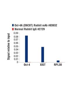Cell Signaling Oct-4a (D6c8t) Rabbit mAb (Mouse Specific)