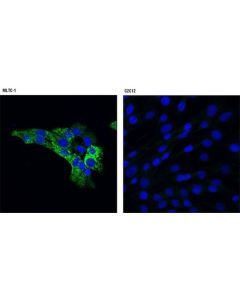 Cell Signaling Star (D10h12) Xp Rabbit mAb