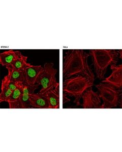 Cell Signaling Sall4 (D16h12) Rabbit mAb