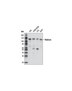 Cell Signaling Rubicon (D9f7) Rabbit mAb