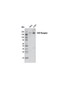 Cell Signaling Egf Receptor (D38b1) Xp Rabbit mAb (Hrp Conjugate)