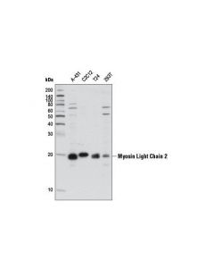 Cell Signaling Myosin Light Chain 2 (D18e2) Rabbit mAb