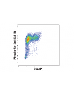 Cell Signaling Phospho-Rb (Ser807/811) (D20b12) Xp Rabbit mAb