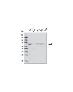 Cell Signaling Atg7 (D12b11) Rabbit mAb