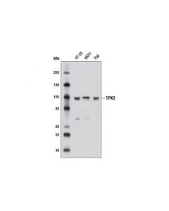 Cell Signaling Tpx2 Antibody