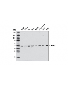 Cell Signaling Wipi2 Antibody