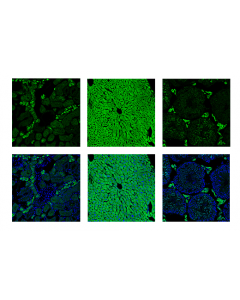 Cell Signaling Aldh1l1 (E7i2q) Rabbit mAb