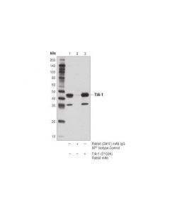 Cell Signaling Tia-1 (D1q3k) Rabbit mAb