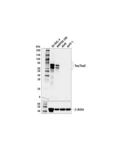 Cell Signaling Tox/Tox2 (E6g5o) Rabbit mAb (Bsa And Azide Free)