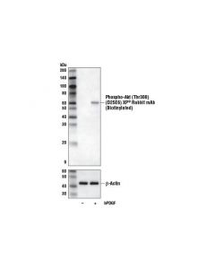 Cell Signaling Phospho-Akt (Thr308) (D25e6) Xp Rabbit mAb (Biotinylated)