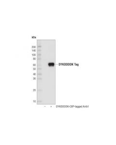 Cell Signaling Dykddddk Tag (D6w5b) Rabbit mAb (Binds To Same Epitope As Sigmas Anti-Flag M2 Antibody) (Hrp Conjugate)