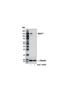 Cell Signaling Apaf-1 (D7g4) Rabbit mAb