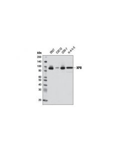 Cell Signaling Xpb (2c6) Mouse mAbi