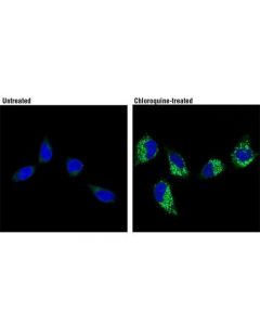 Cell Signaling Lysotracker Green Dnd-26