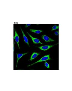 Cell Signaling Er-Tracker Green (Bodipy Fl Glibenclamide)