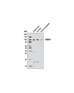 Cell Signaling Graf1 Antibody