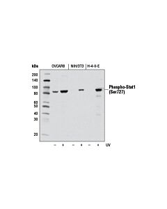 Cell Signaling Phospho-Stat1 (Ser727) (D3B7) Rabbit mAb
