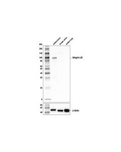 Cell Signaling Integrin Beta8 (D1v7m) Rabbit mAb