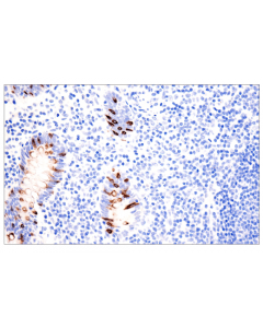 Cell Signaling Muc2 (Ccp58) Mouse mAb Apply) (Additional