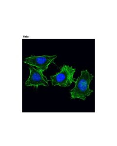 Cell Signaling Alexa Fluor 488 Phalloidin