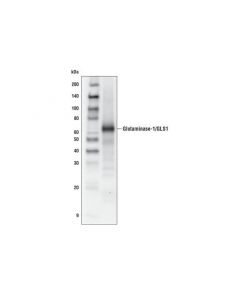 Cell Signaling Glutaminase-1/Gls1 Antibody