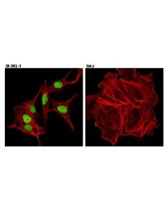 Cell Signaling Sox10 (D5v9l) Rabbit mAb