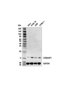 Cell Signaling Cdk2ap1 (E9d7p) Rabbit mAb