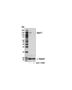 Cell Signaling Apaf-1 (D5c3) Rabbit mAb