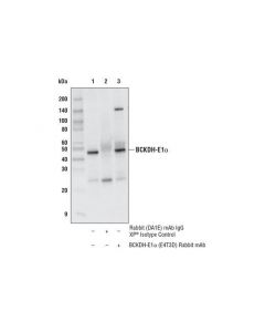 Cell Signaling Bckdh-E1alpha (E4t3d) Rabbit mAb