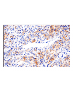 Cell Signaling 4-1bbl/Cd137l/Tnfsf9 (E8w3p) Rabbit mAb
