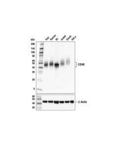 Cell Signaling Cd48 (D7l8i) Xp ® Rabbit mAb (Bsa And Azide Free)