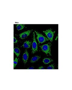 Cell Signaling Mitotracker Green Fm