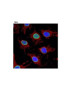 Cell Signaling Mitotracker Red Cmxros