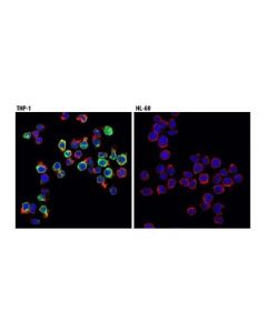 Cell Signaling Trem2 (D8i4c) Rabbit mAb
