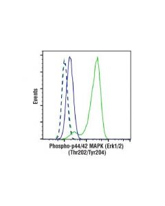 Cell Signaling Phospho-P44/42 Mapk (Erk1/2) (Thr202/Tyr204) (E10) Mouse mAb