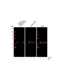 Cell Signaling P44/42 Mapk (Erk1/2) (3a7) Mouse mAb