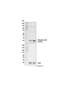 Cell Signaling Phospho-Cdc2 (Tyr15) Antibody