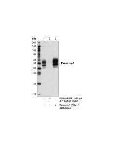Cell Signaling Pannexin-1 (D9m1c) Rabbit