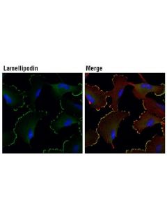 Cell Signaling Lamellipodin (D8a2k) Rabbit mAb