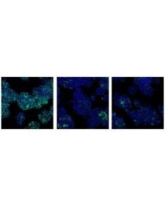 Cell Signaling Cdc2 (Poh1) Mouse mAb