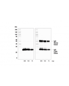 Cell Signaling Goat Anti-Mouse Igg, Light-Chain Specific Antibody (Hrp Conjugate)