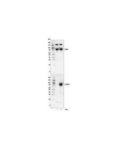 Cell Signaling Stat1/2/3/5 Control Cell Extracts