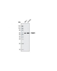 Cell Signaling Faah1 Antibody (Rat Speci
