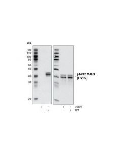 Cell Signaling P44/42 Mapk (Erk1/2) Control Cell Extracts